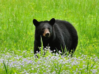 Black Bear