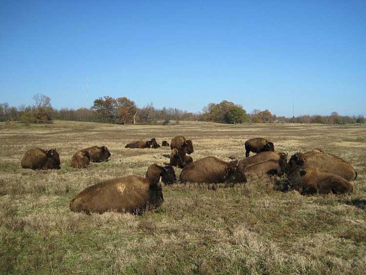 Bison of the Park