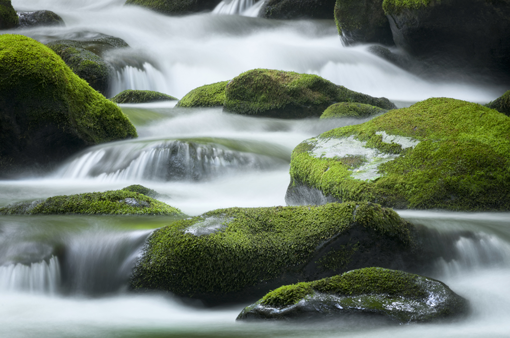 Moss covered rocks in river